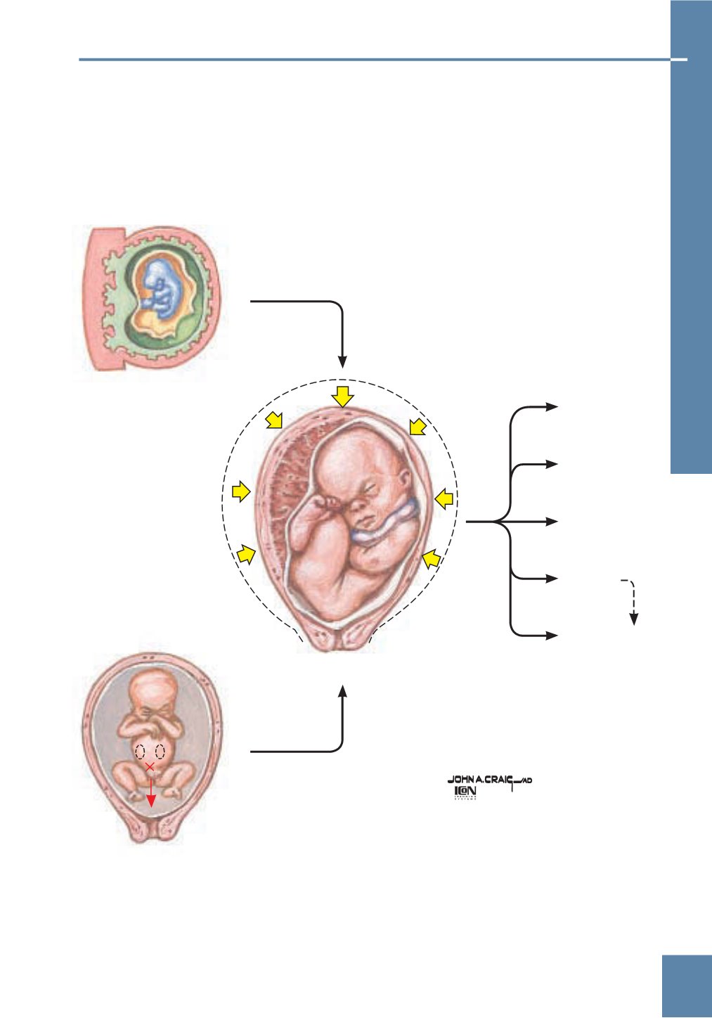 Netter Obstetricia Ginecología Y Salud De La Mujer 4694