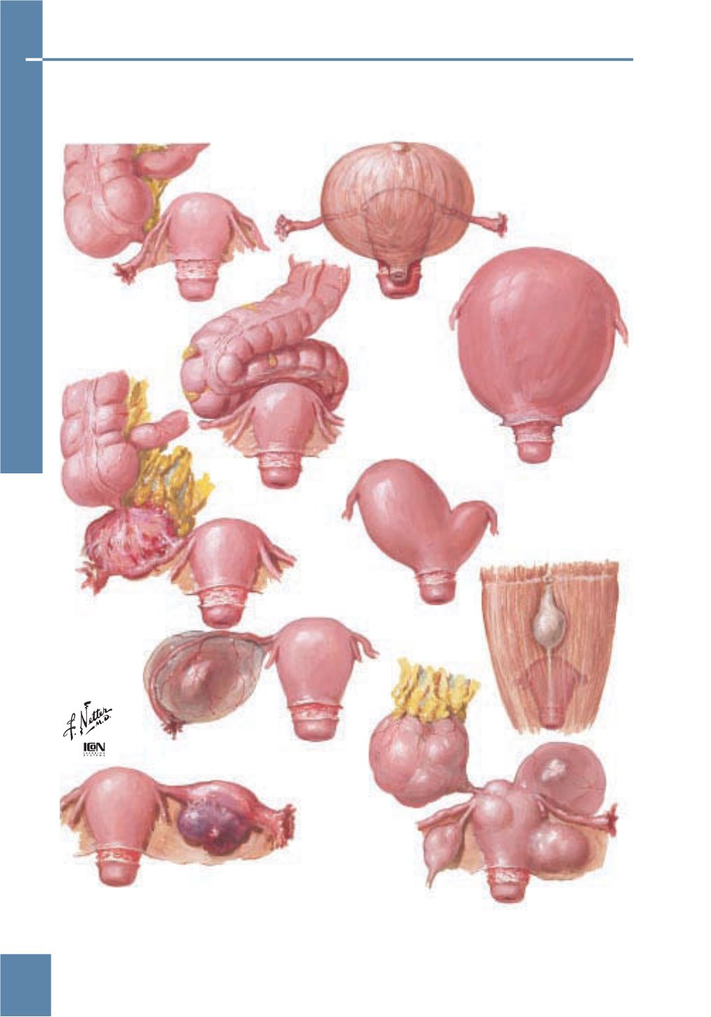 Netter Obstetricia Ginecología Y Salud De La Mujer 4365