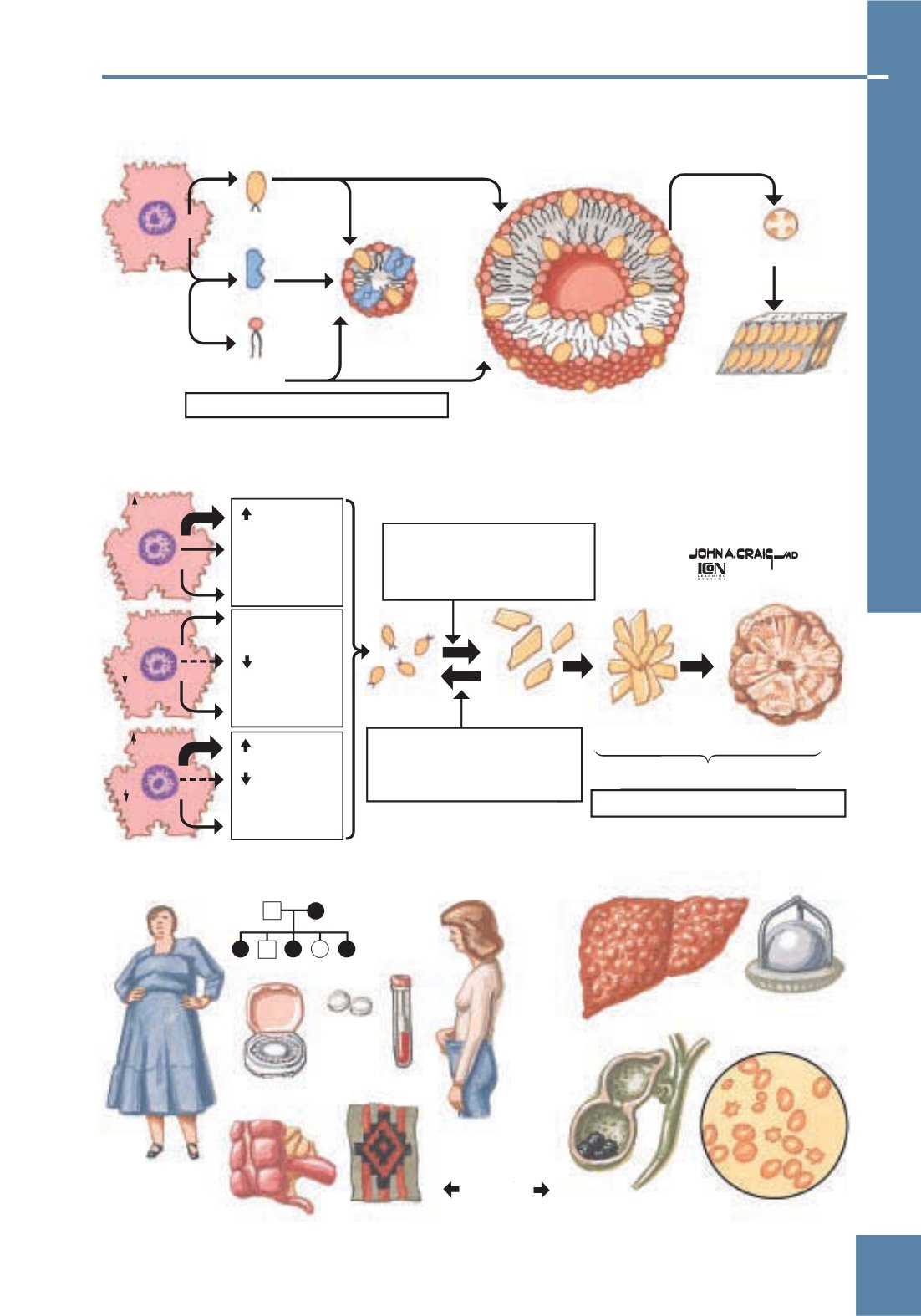 Netter Obstetricia Ginecología Y Salud De La Mujer 4392